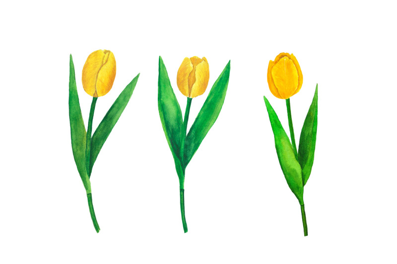 tulips-watercolor-flowers-watercolor-flowers-tulips-watercolor