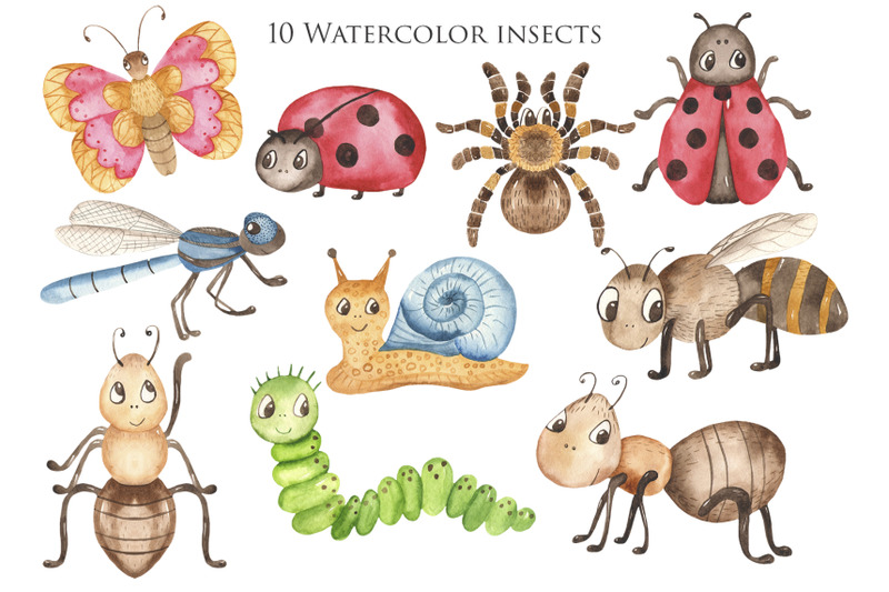 insect-life-watercolor-collection