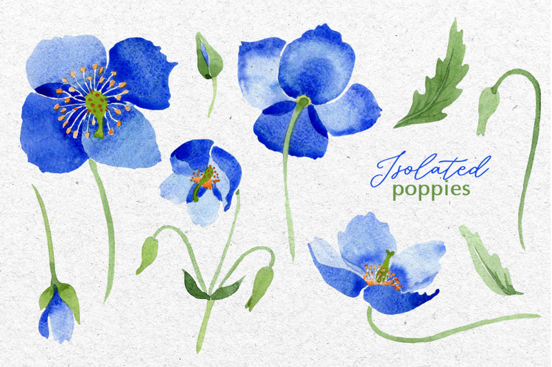 ultramarine-blue-poppies-watercolor-png