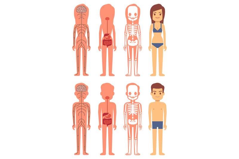 male-and-female-skeleton-digestive-and-nervous-systems