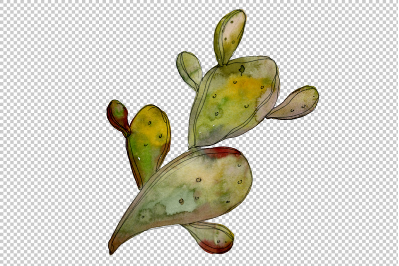 succulents-watercolor-png