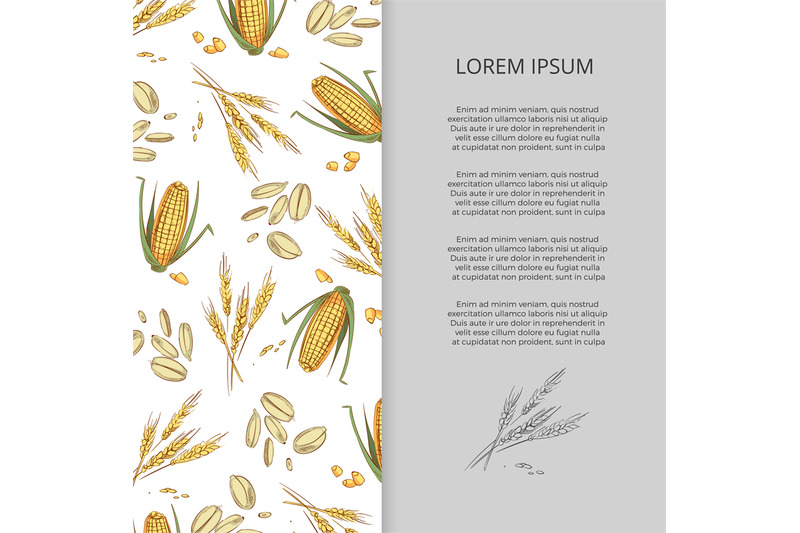 hand-drawn-cereals-corn-wheat-banner-design