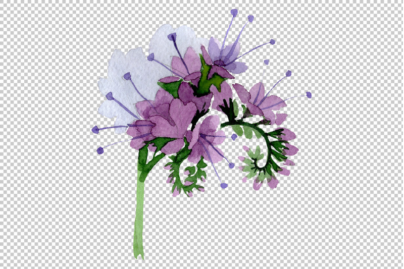 phacelia-watercolor-png