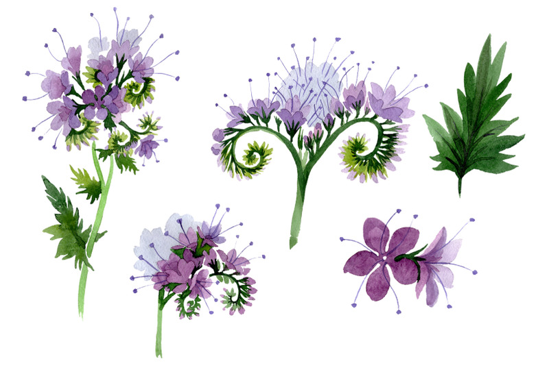 phacelia-watercolor-png