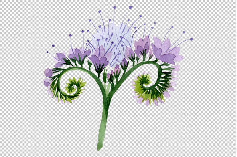 phacelia-watercolor-png