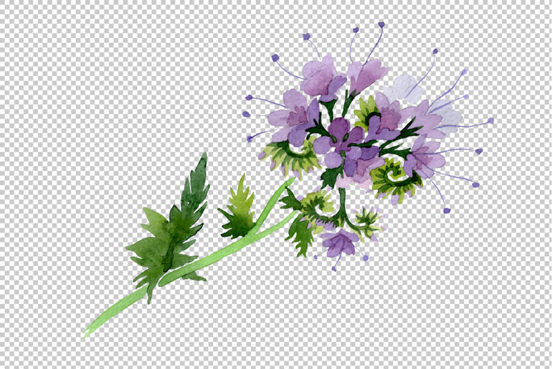 phacelia-watercolor-png