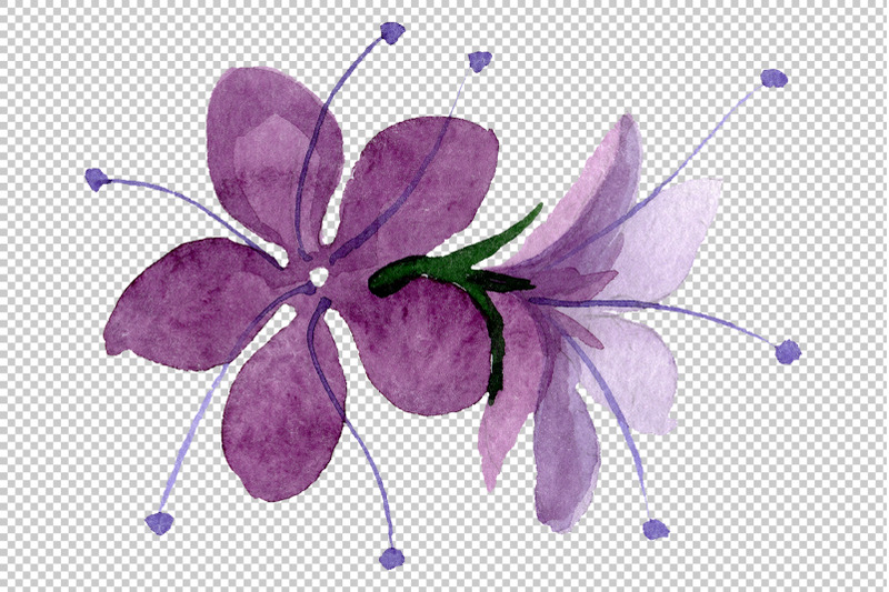 phacelia-watercolor-png