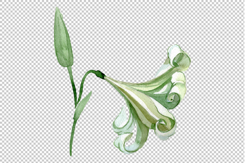 white-lilies-watercolor-png