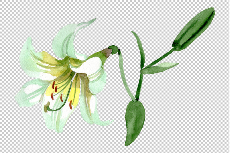 white-lilies-watercolor-png