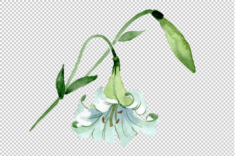 white-lilies-watercolor-png