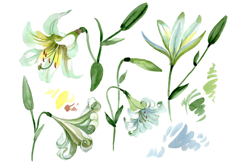 white-lilies-watercolor-png