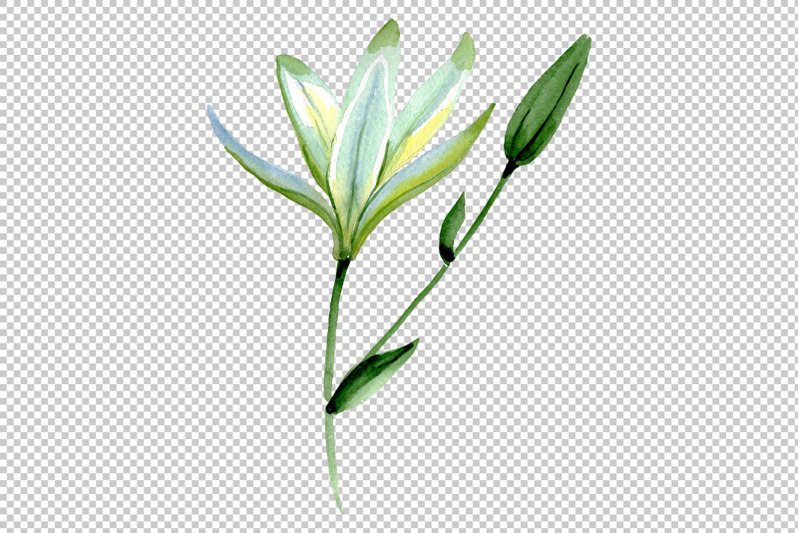 white-lilies-watercolor-png