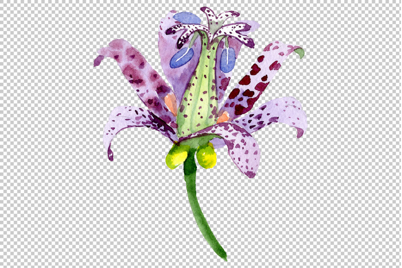 lily-toad-watercolor-png