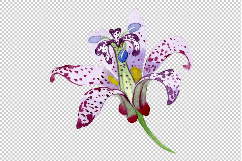 lily-toad-watercolor-png