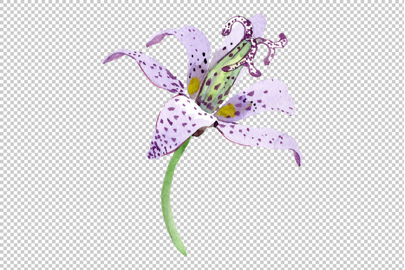 lily-toad-watercolor-png