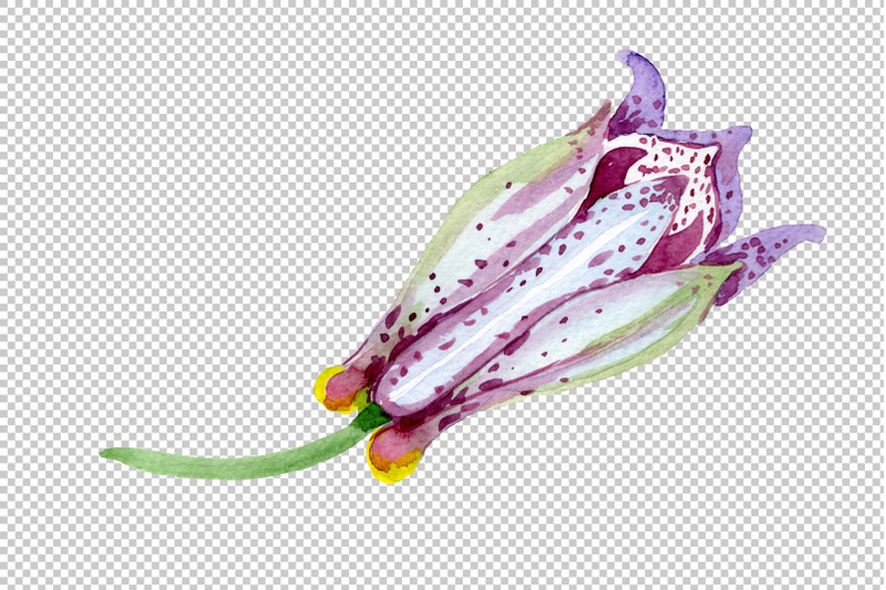 lily-toad-watercolor-png