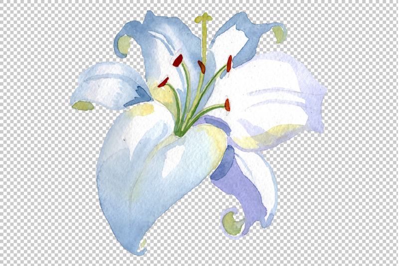 lily-white-gift-of-nature-watercolor-png