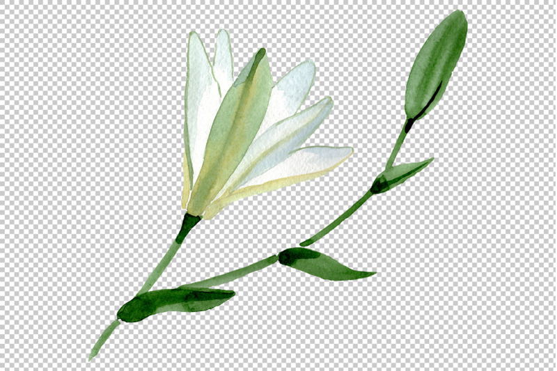 lily-white-gift-of-nature-watercolor-png