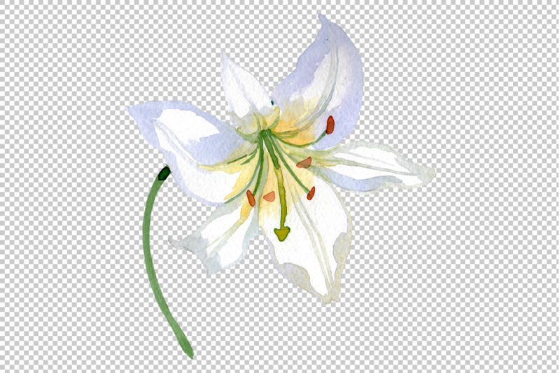 lily-white-gift-of-nature-watercolor-png