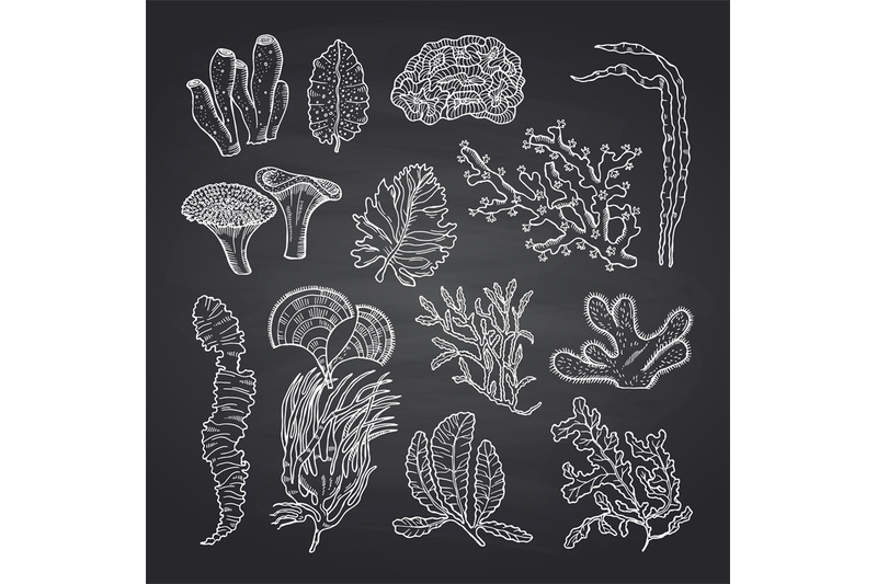 algae-sketch-vector-seaweed-set-on-black-chalkboard