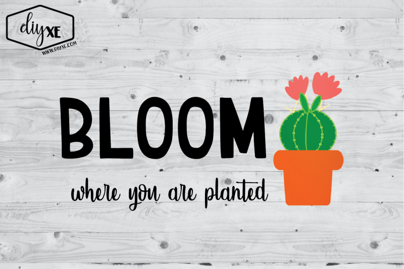 bloom-where-you-are-planted