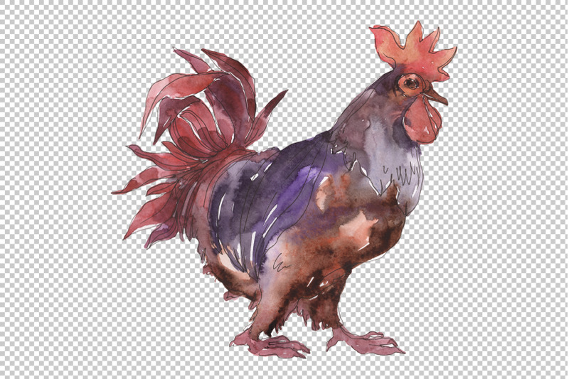 farm-animals-cock-watercolor-png