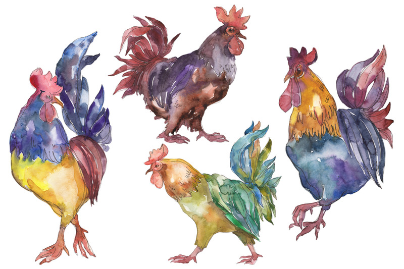 farm-animals-cock-watercolor-png