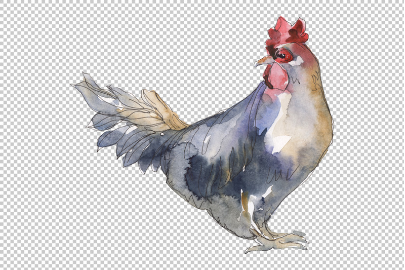 agriculture-cock-hen-watercolor-png