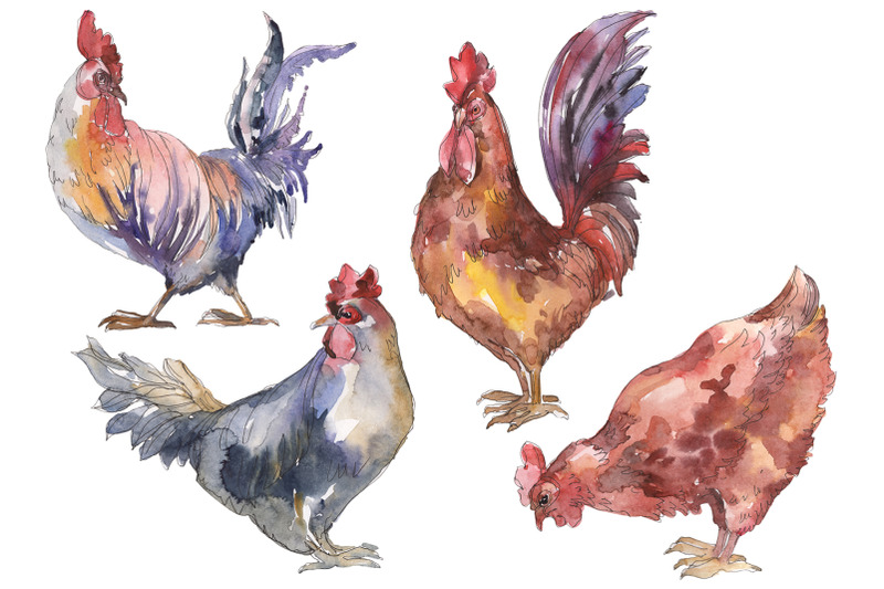 agriculture-cock-hen-watercolor-png