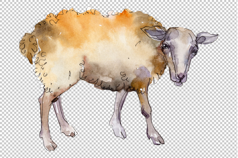 agriculture-sheep-ram-watercolor-png