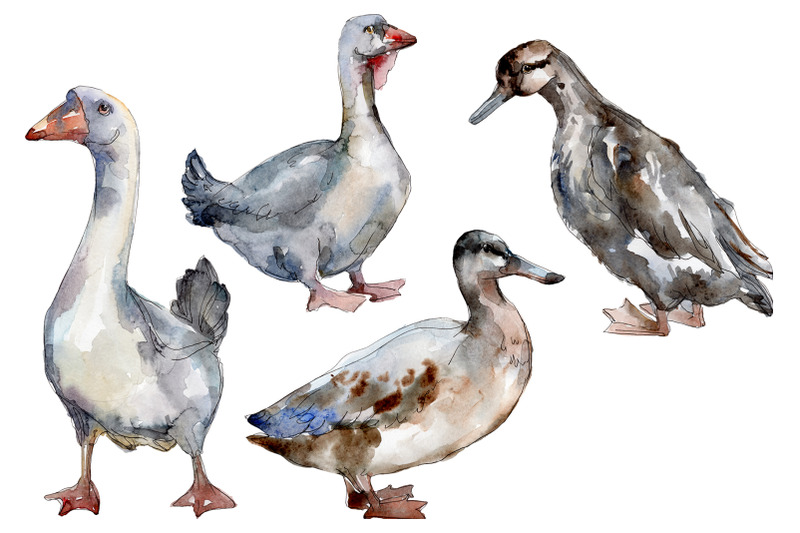 agriculture-goose-duck-watercolor-png