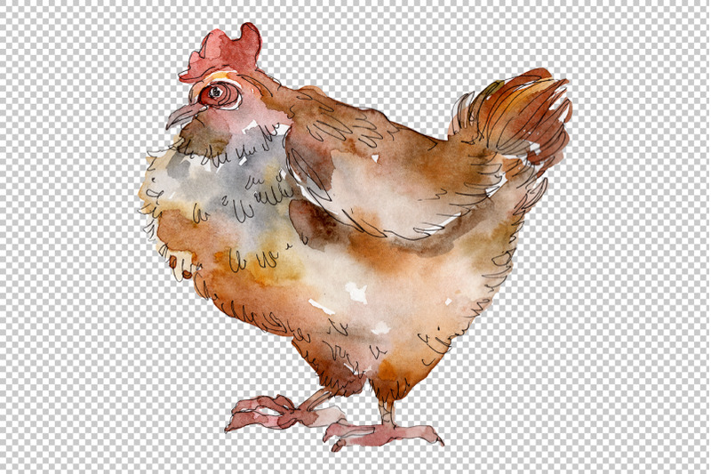 agriculture-cock-hen-watercolor-png