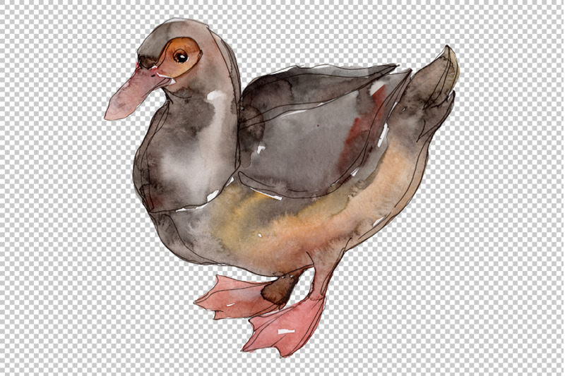 farm-animals-ducks-watercolor-png