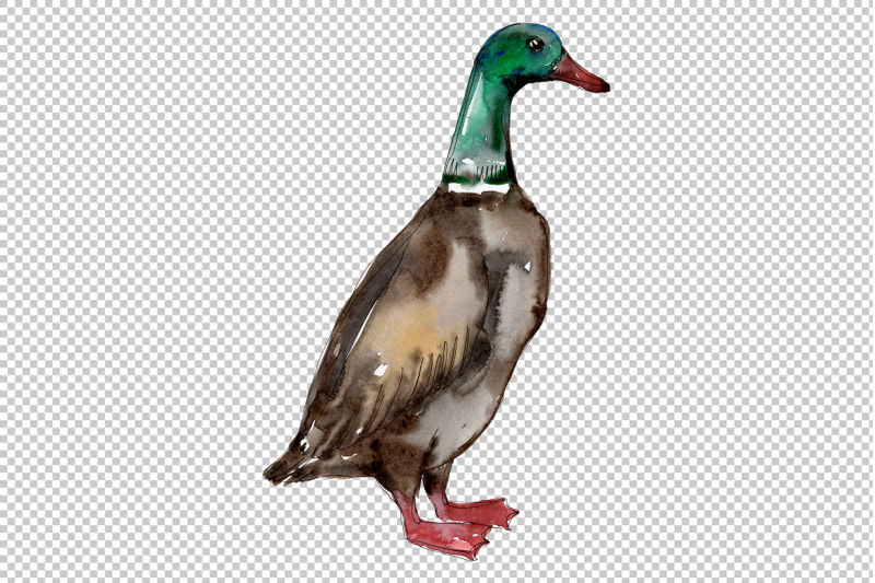 farm-animals-ducks-watercolor-png