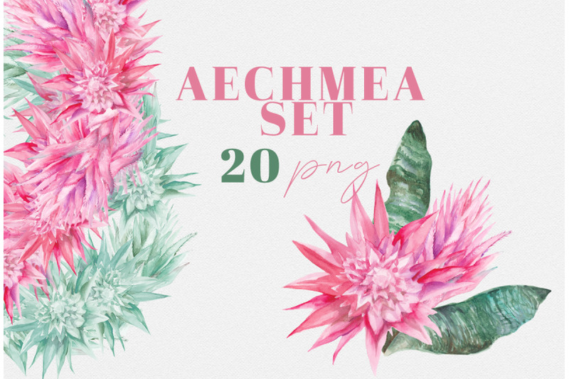 aechmea-watercolor-tropical-flowers-set