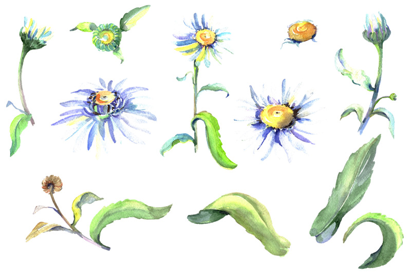 daisy-chamomile-watercolor-png