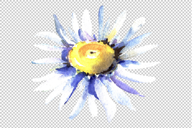 daisy-chamomile-watercolor-png