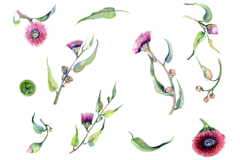 eucalyptus-watercolor-plant-png