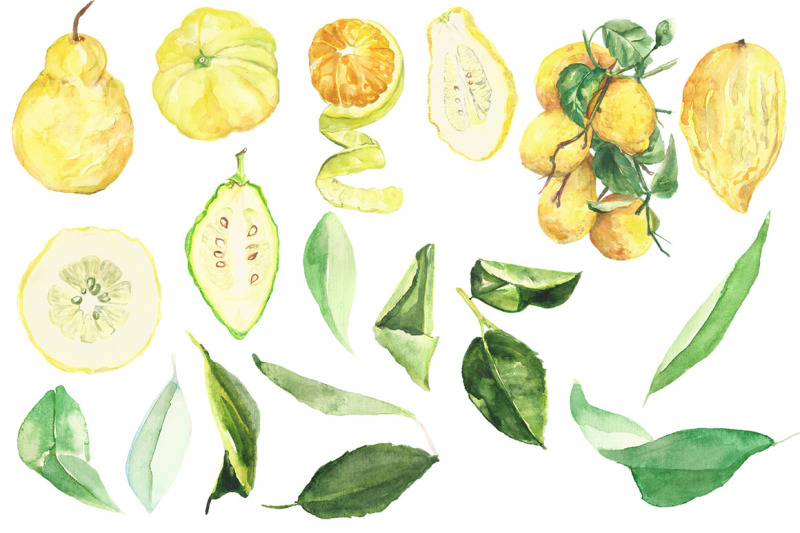 watercolor-citron-clip-art