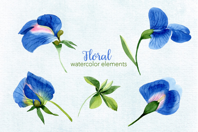 sweet-pea-flowers-watercolor-png
