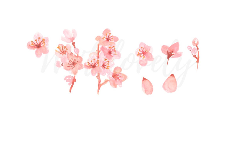 watercolor-floral-cherry-blossom-clipart