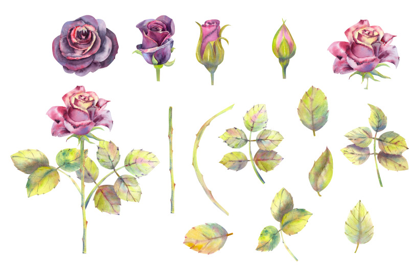 dark-roses-watercolor-15-watercolor-cliparts-4-compositions
