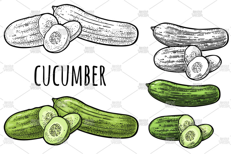 cucumbers-vintage-engraving