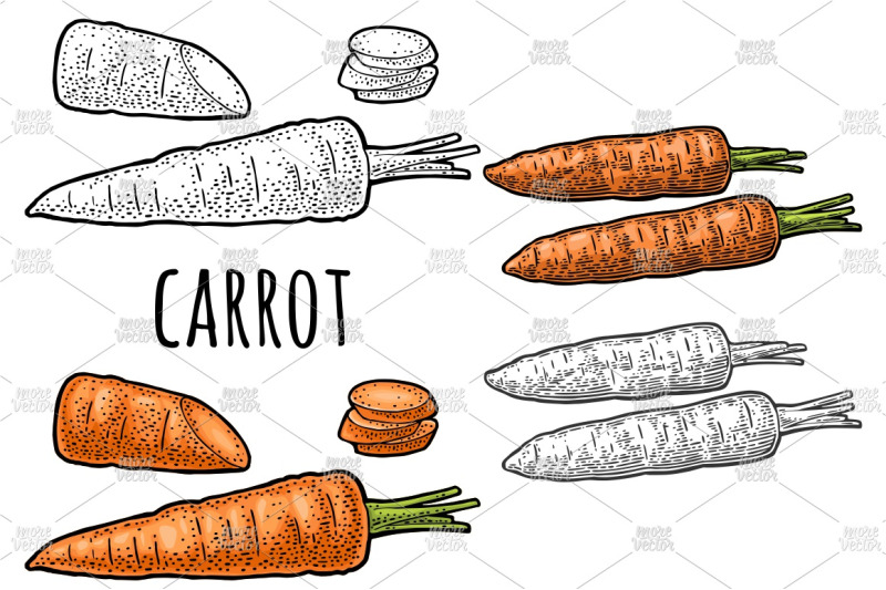 carrots-engraving