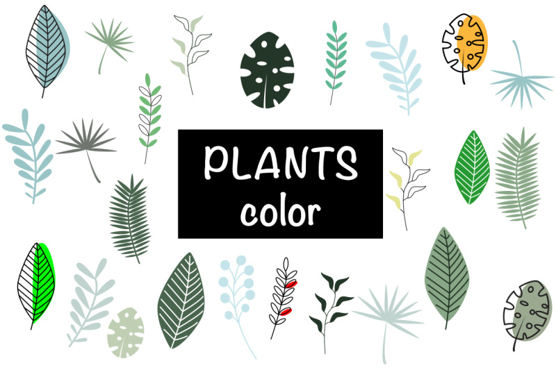 plants