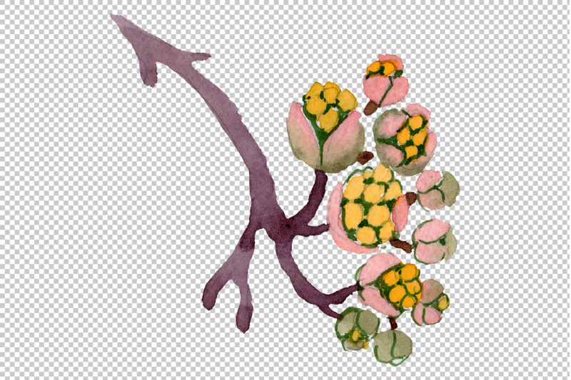 cornus-mas-watercolor-png