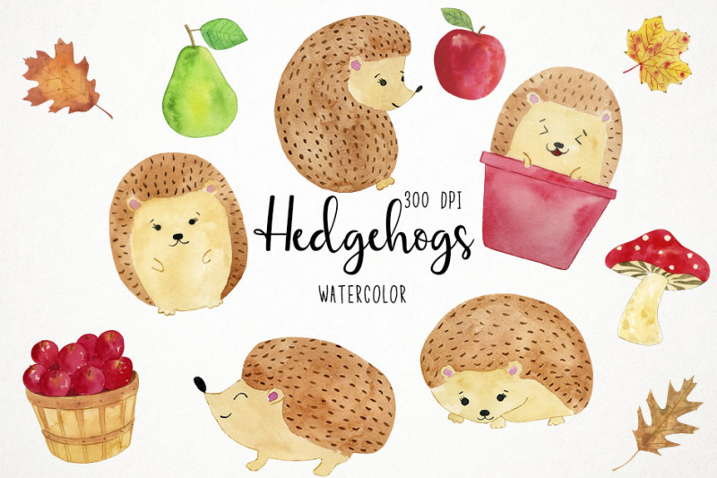 watercolor-hedgehogs-clipart-hedgehogs-clip-art