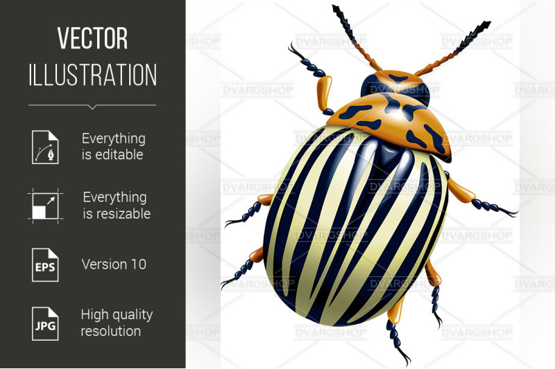 the-colorado-potato-beetle