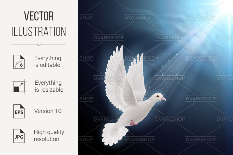 white-dove-in-sunlight