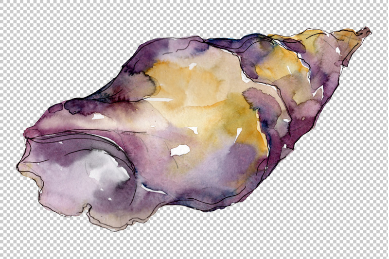 shells-watercolor-png